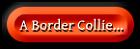 Inform�c�k a Border Collie kuty�r�l